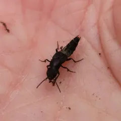 Platydracus violaceus thumbnail 4
