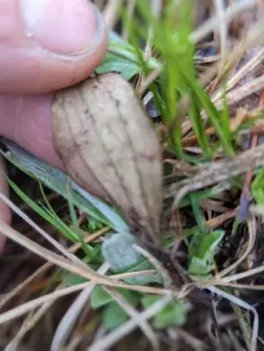 plantain-leaved pussytoes thumbnail 3