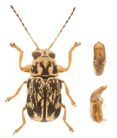 Pachybrachis obsoletus thumbnail 2