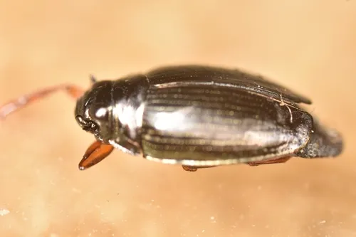 Gyrinus borealis