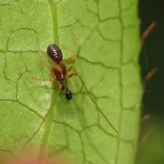 Neottiura bimaculata thumbnail 3