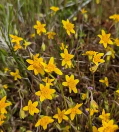 California goldfields thumbnail 1