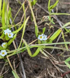 Fragrant Popcornflower thumbnail 1
