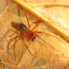 Wubana atypica thumbnail 4