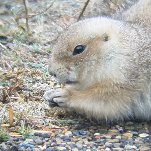Black-tailed Prairie Dog