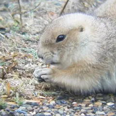 Black-tailed Prairie Dog thumbnail 1