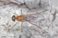 Neurigona aldrichii thumbnail 2