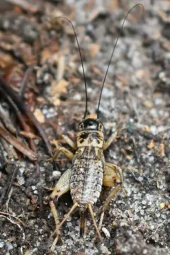 Eastern Striped Cricket thumbnail 2