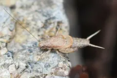 Reluctant Scaly Cricket thumbnail 2