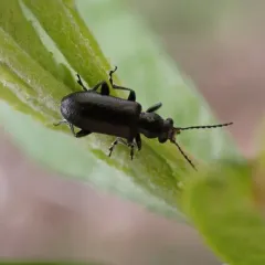 Silver-backed Orsodacnid Beetle thumbnail 3