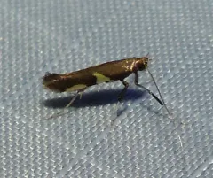 Caloptilia umbratella thumbnail 1