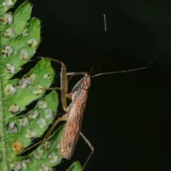 Short-winged Nabis thumbnail 2