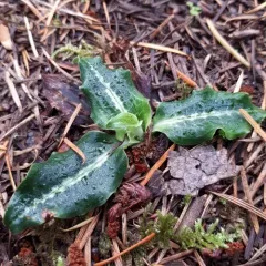 Western Rattlesnake Plantain thumbnail 2