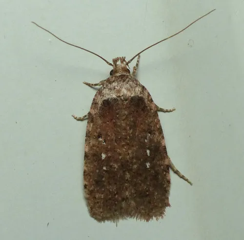 Clemens' Agonopterix