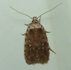 Clemens' Agonopterix thumbnail 1
