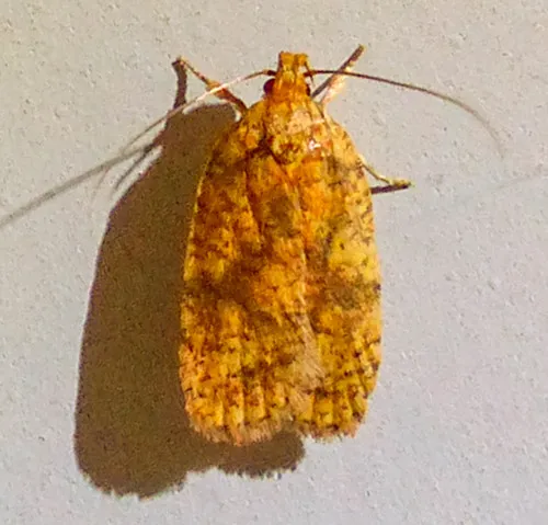 Four-dotted Agonopterix Moth