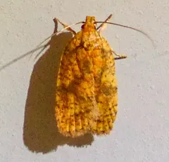 Four-dotted Agonopterix Moth thumbnail 1