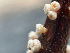 Capitotricha rubi thumbnail 2