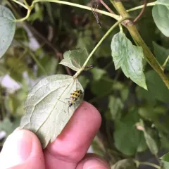 Spotted Cucumber Beetle thumbnail 3