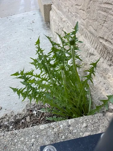 linear-lobed dandelion