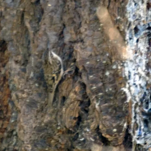 Brown Creeper