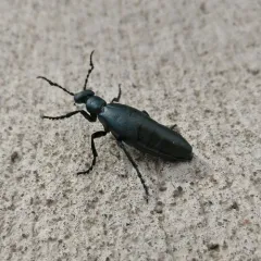 Meloe campanicollis thumbnail 2