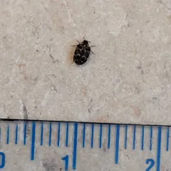 Museum Beetle thumbnail 4