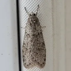 Poplar Micromoth thumbnail 3