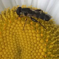 Thick-legged Hover Fly thumbnail 3