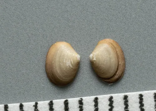 Kurtiella planulata