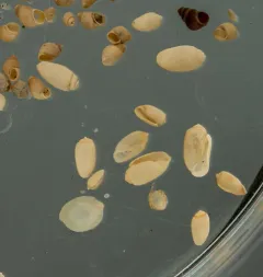 Channeled Barrel-bubble thumbnail 4