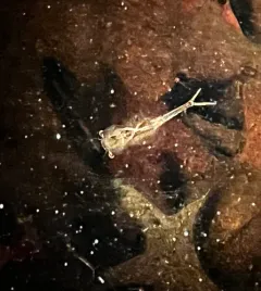Springtime Fairy Shrimp thumbnail 3