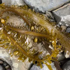 Feather Boa Kelp thumbnail 3
