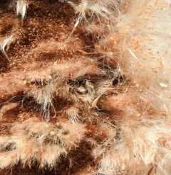 Bulrush Bug thumbnail 3
