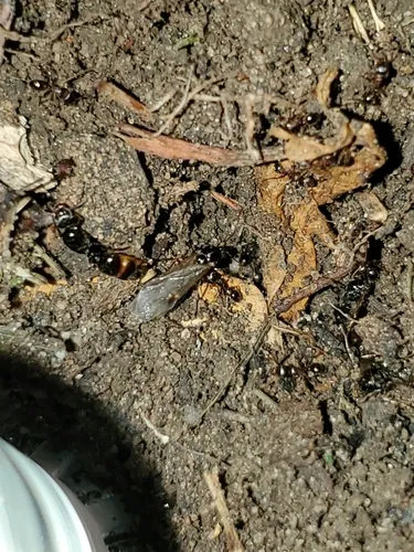 Japanese Pavement Ant