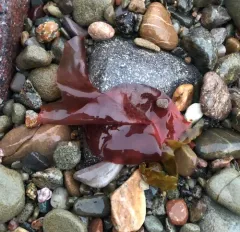 Dulse thumbnail 3