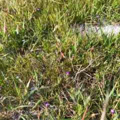 spring vetch thumbnail 1