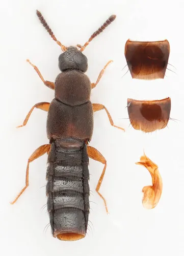 Phloeopora oregona
