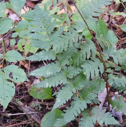 Clinton's wood fern