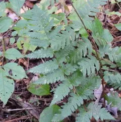 Clinton's wood fern thumbnail 1