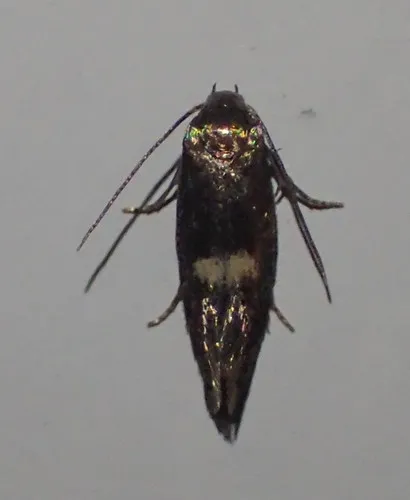 Perittia herrichiella