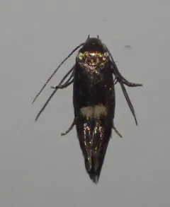 Perittia herrichiella thumbnail 1