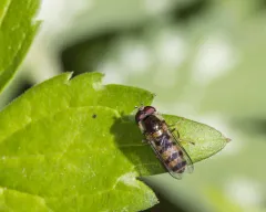 Meligramma cincta thumbnail 2