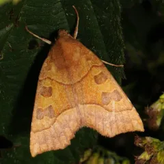 Scalloped Sallow thumbnail 4