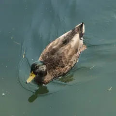 Mallard thumbnail 2