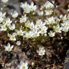California sandwort thumbnail 4