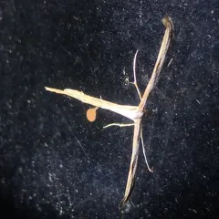 Morning-glory Plume Moth thumbnail 4