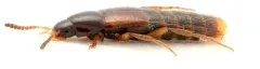 Bryoporus testaceus thumbnail 2