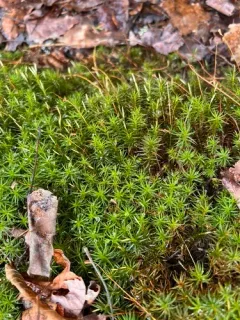 Eastern Haircap Moss thumbnail 2