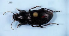 Anisodactylus nigrita thumbnail 4